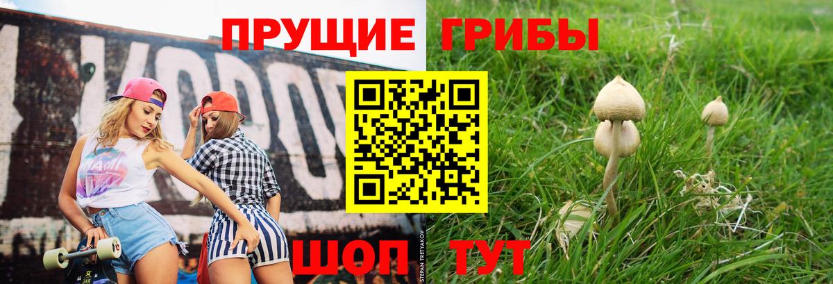 Галлюциногенные грибы Psilocybe Таганрог